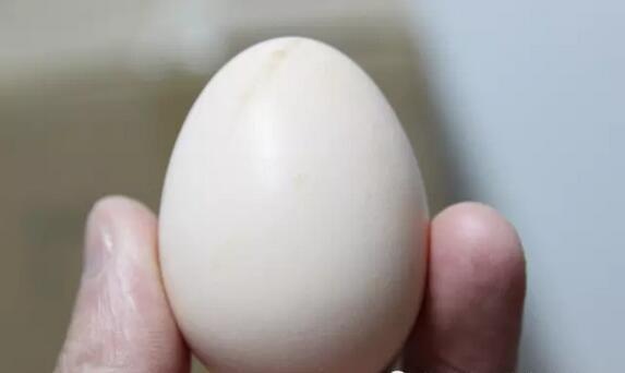 深山之蛋，嗨戰(zhàn)村淘年貨節(jié)！